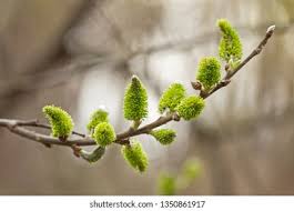Attēlu rezultāti vaicājumam “Salix cinerea female flower”