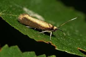 Attēlu rezultāti vaicājumam “Roeslerstammia erxlebella”