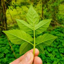 Attēlu rezultāti vaicājumam “Aegopodium podagraria leaf”