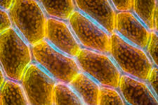 Attēlu rezultāti vaicājumam “Cinclidium stygium macro”