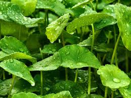 「香菇草」的圖片搜尋結果