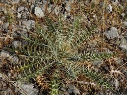 Image result for Ptilostemon afer