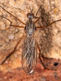 Attēlu rezultāti vaicājumam “Empis sp.”