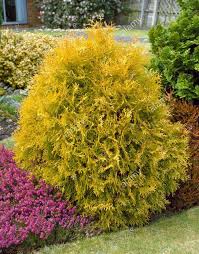 Attēlu rezultāti vaicājumam “Thuja occidentalis flower”