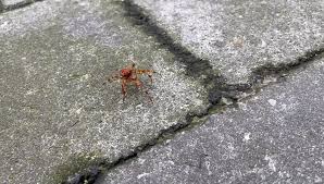 Attēlu rezultāti vaicājumam “Comatricha elegans”