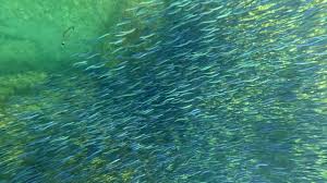 Image result for Oblada melanurus