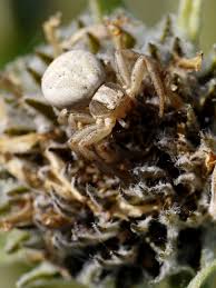 Attēlu rezultāti vaicājumam “Thomisidae”