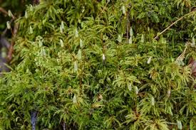 Attēlu rezultāti vaicājumam “Isothecium myosuroides sporophyte”