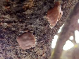 Attēlu rezultāti vaicājumam “Dictydiaethaliaceae”