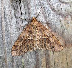 Attēlu rezultāti vaicājumam “Erannis defoliaria”