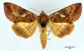 Attēlu rezultāti vaicājumam “Autographa excelsa”