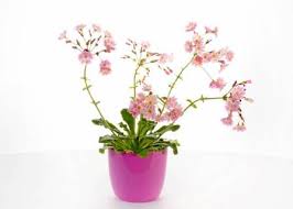 Image result for Bitterwurz