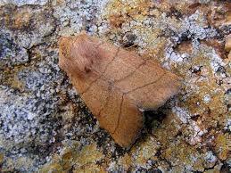 Attēlu rezultāti vaicājumam “Charanyca trigrammica”