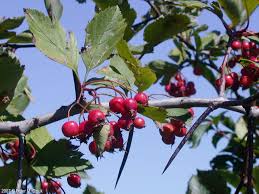 Attēlu rezultāti vaicājumam “Crataegus macracantha flower”