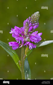 Attēlu rezultāti vaicājumam “Polygala comosa”