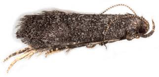 Attēlu rezultāti vaicājumam “Gelechia rhombella”