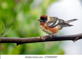 Image result for Dendroica castanea