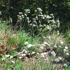 Attēlu rezultāti vaicājumam “Gypsophila fastigiata flower”