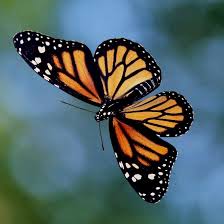 Image result for monarch butterfly