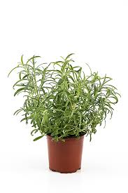 Image result for Rosmarin