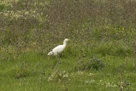 Attēlu rezultāti vaicājumam “Bubulcus ibis”