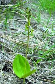Attēlu rezultāti vaicājumam “Listera ovata”