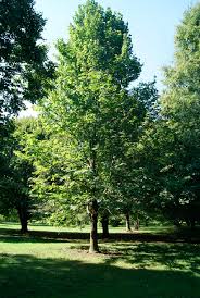 Attēlu rezultāti vaicājumam “Tilia americana”