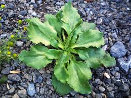 Attēlu rezultāti vaicājumam “Plantago uniflora leaf”