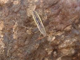 Attēlu rezultāti vaicājumam “Myrmus miriformis”