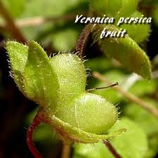 Attēlu rezultāti vaicājumam “Veronica persica fruit”
