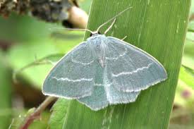 Attēlu rezultāti vaicājumam “Chlorissa viridata”