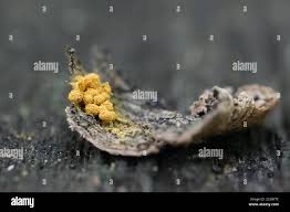 Attēlu rezultāti vaicājumam “Hemitrichia decipiens young”