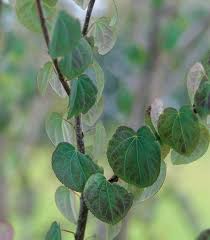 Attēlu rezultāti vaicājumam “Cercidiphyllum japonicum fruit”