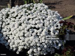 Image result for Schleifenblume