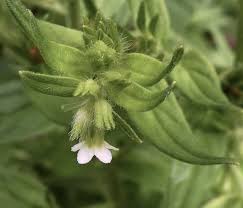 Attēlu rezultāti vaicājumam “Lithospermum officinale flower”