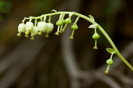 Attēlu rezultāti vaicājumam “Orthilia secunda bud”