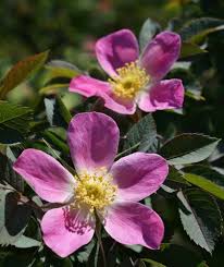 Attēlu rezultāti vaicājumam “Rosa glauca flower”