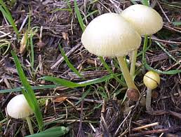 Attēlu rezultāti vaicājumam “Bolbitius vitellinus”