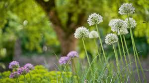 Image result for Zierlauch