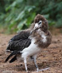 Image result for albatross dead chick