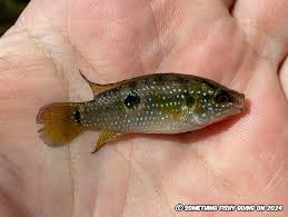 Image result for Chelon dumerili