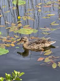 Attēlu rezultāti vaicājumam “Anas platyrhynchos juvenile”