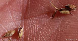 Attēlu rezultāti vaicājumam “Carex lasiocarpa fruit”