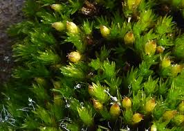 Attēlu rezultāti vaicājumam “Orthotrichum anomalum”