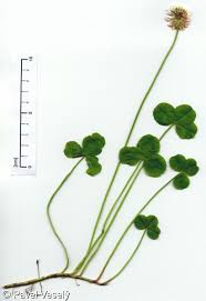 Attēlu rezultāti vaicājumam “Trifolium repens”