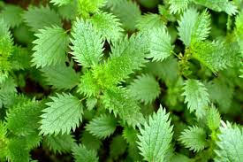 Attēlu rezultāti vaicājumam “Urtica urens leaf”