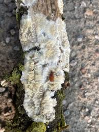 Attēlu rezultāti vaicājumam “Radulomyces confluens”