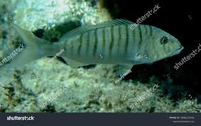 Image result for Lithognathus mormyrus