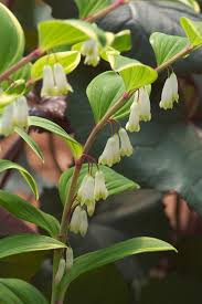 Attēlu rezultāti vaicājumam “Polygonatum odoratum”