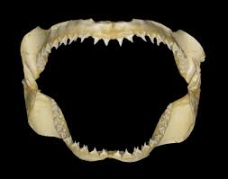 Image result for Alopias superciliosus